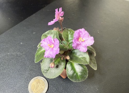 Violetta usambara african - violetta,